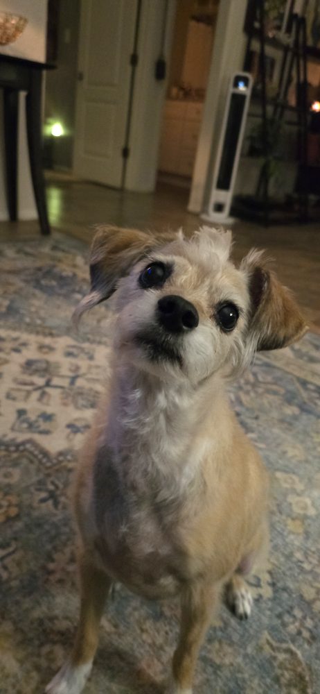 Peanut